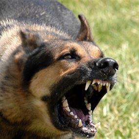 كلب مسعور يهاجم 6 أشخاص قبل أن يتم قتله