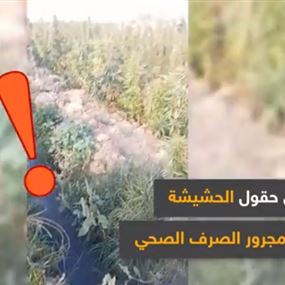 بالفيديو: حقول الحشيشة في لبنان تُروى من الصرف الصحي