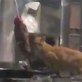 بالفيديو: قطة تأكل شاورما من السيخ مباشرة في نبع الصفا!