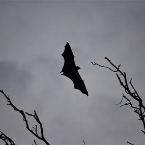 في الهند.. اكتشاف كورونا لدى نوعين من الخفافيش