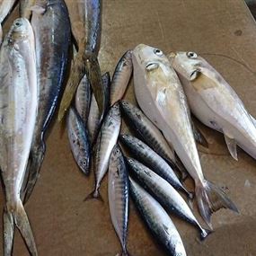 أسماك تحتوي على سم قاتل وتباع في المسامك اللبنانية