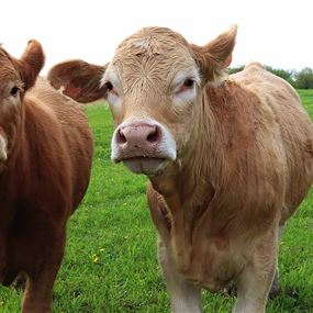 تفشّي الحمى القلاعية… نداء عاجل لإعلان الطوارئ!