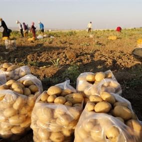 الترشيشي دعا مزارعي البطاطا للتوقف عن البيع غدا