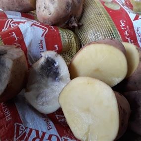 توقيف صاحب محل بيع البطاطا الفاسدة في صيدا
