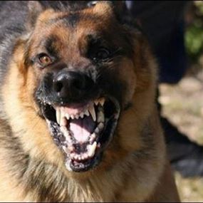 اصابة 3 مواطنين هاجمهم كلب مسعور في الدوير