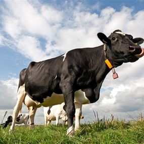 خبراء يحذرون من تفشي وباء جنون البقر من جديد!