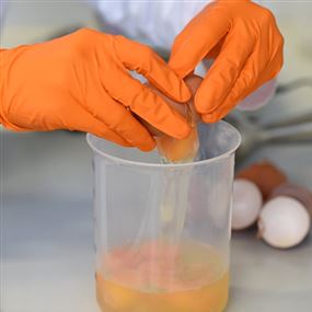 البيض الملوث يغزو 40 بلدا في العالم