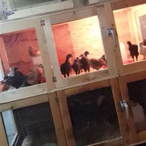 بالصور: فقاسة دجاج داخل حرم مؤسسة كهرباء لبنان!