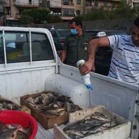 مصادرة كميات كبيرة من السمك الملوّث في بيروت وتوقيف البائعين