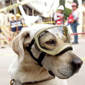 كلبة تسطر بطولات في إنقاذ ضحايا الكوارث
