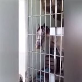 بالفيديو.. زج حصان بالسجن بتهمة رفس سيارة!