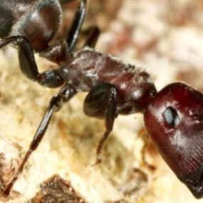 يفجِّر نفسه ليحمي الآخرين.. اكتشاف نوع جديد من النمل الانتحاري!