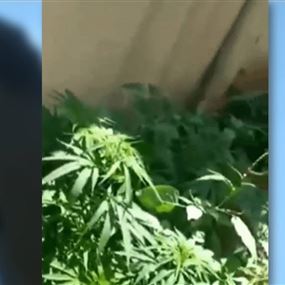 في بيروت.. زرعوا الحشيشة بحديقة المسجد! (فيديو)