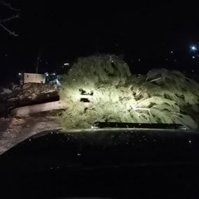 تسهيل حركة المرور إثر سقوط شجرة وسط الطريق العام في فاريا