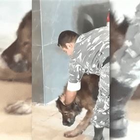 بالفيديو: ضابط من قوى الأمن ينقذ مبنى في بيروت من كلب شرس