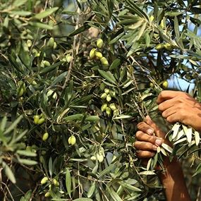 عصابة من ذكور وإناث تسرق محاصيل الزيتون!